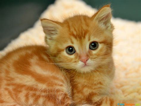 51 Concept Pictures Of Cute Ginger Cats