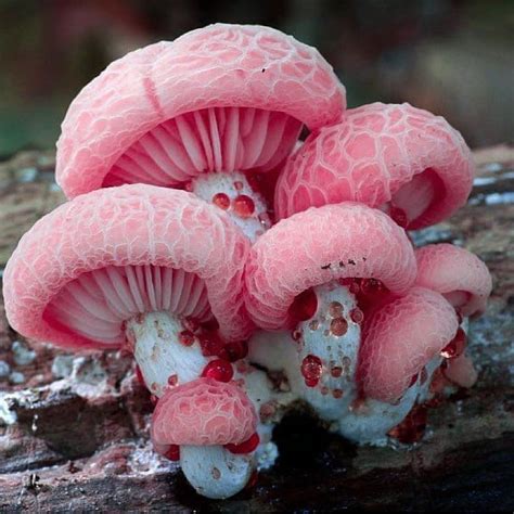 Pin On Mushrooms Fungi