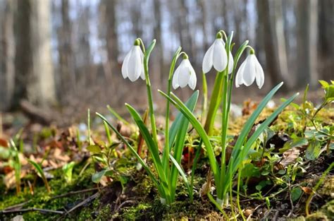 Ultimate Guide To Snowdrop Flower Meaning Galanthus Petal Republic