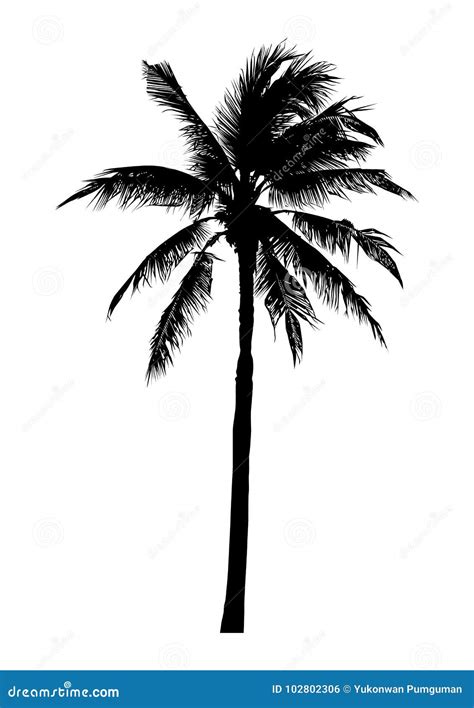 Silhouette Of Realistic Coconut Tree Natural Palm Vector Stock Vector