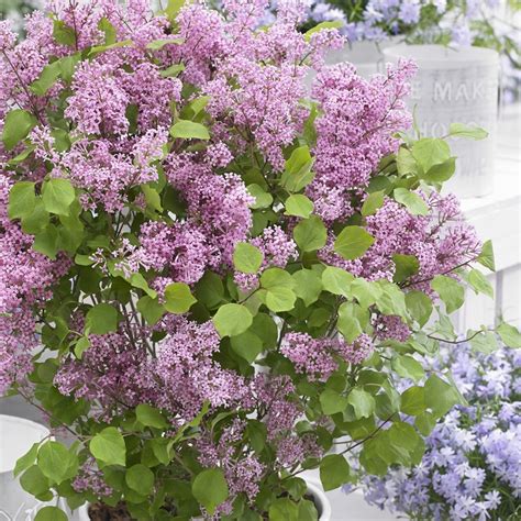 Buy Repeat Flowering Dwarf Lilac Syringa Meyeri Flowerfesta Pink