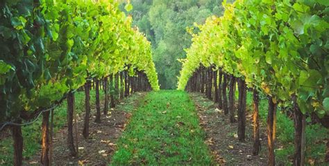 Virginia Wine Country Find Out The Top Wineries In Northern Va