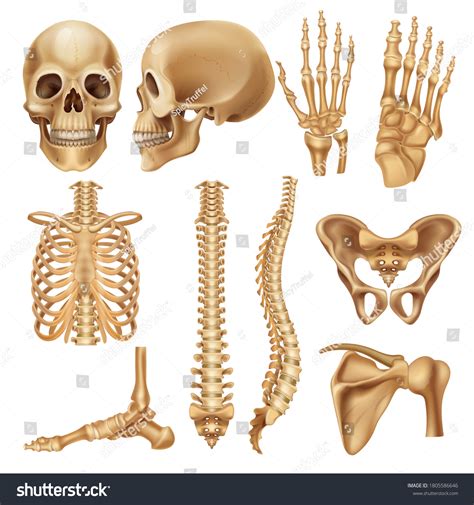 Human Bones Realistic Skeleton Elements Anatomy Vetor Stock Livre De