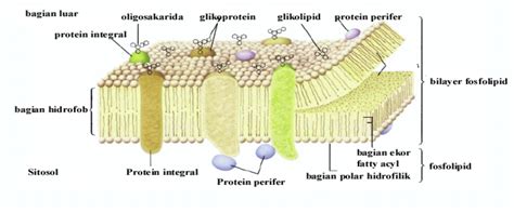 Gambar Struktur Membran Sel Pulp