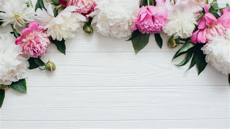 Original file at image/png format. Buds, Flowers, White, boarding, Leaf, Peonies - Flowers ...