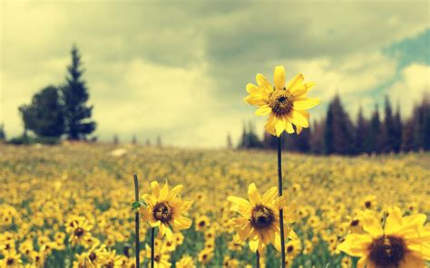 For this post, we've collected 12 beautiful sunflower wallpapers for you, just click on the wallpaper you choose, download tags: Top Sunflower HQ Pictures, Sunflower WD+44 Wallpapers