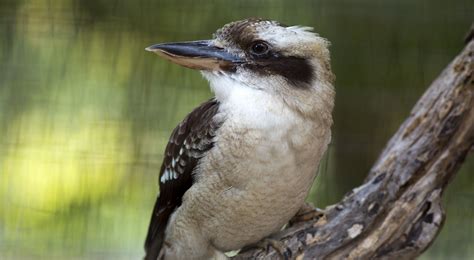 Kookaburra A Kookaburra Bird Perched On A Branch Of A Tree Stock