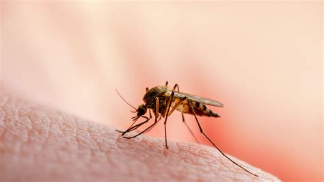 4 Ways To Ensure Mosquitoes Dont Ruin Your Summer Nights Dr Tex
