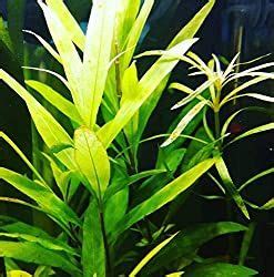 There are 2 key parts to reducing this is hc cuba plant in a 5 gallon high tech tank. 14 Best Fast Growing Aquarium Plants (without CO2) - Aqua ...
