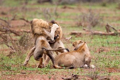 Big Cat Brawl Shows What Happens When Lions Having Sex Are