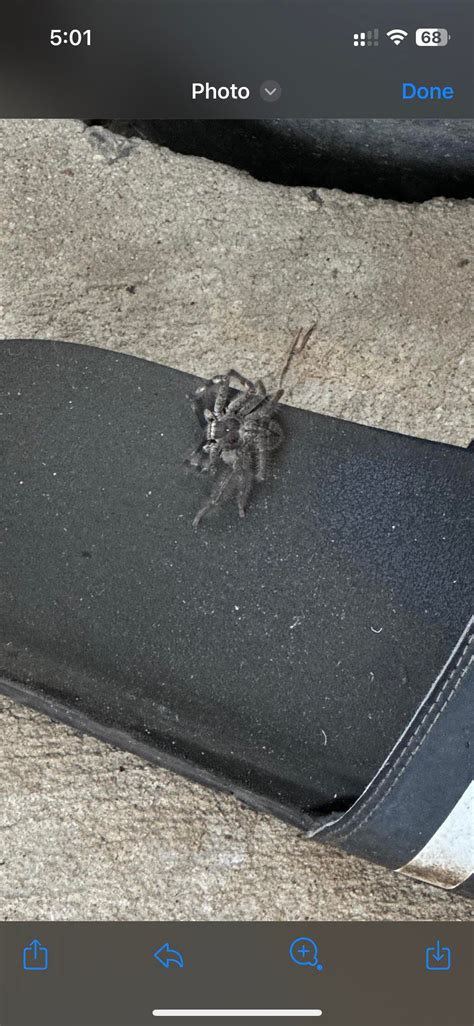 Anyone Know What Type Of Spider This Is Melbourne Australia Rspiders
