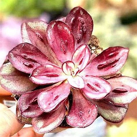 Echeveria Nodulosa Hybrid Rare Succulent Single Stem 4 Inch Live