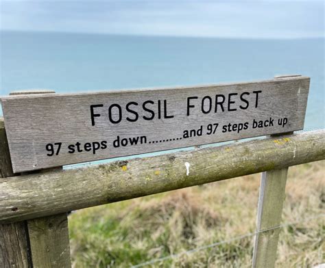 Jurassic Coast Walks Lulworth Cove To The Fossil Forest Destination