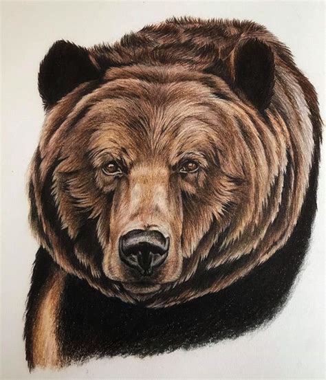 Grizzly Bear Colored Pencil Portrait By Enoel Burnings Colored Pencil