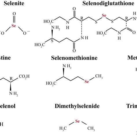 Structure Of Selenium Compounds Of Interest In The Present Paper