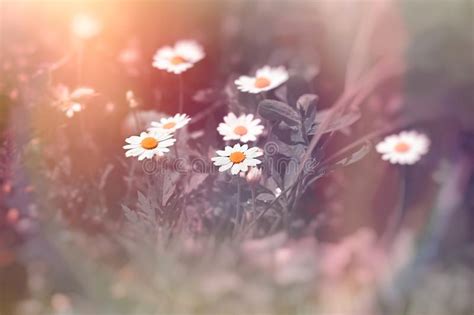 Daisy Flower In Meadow Flowering Spring Flower Stock Photo Image Of