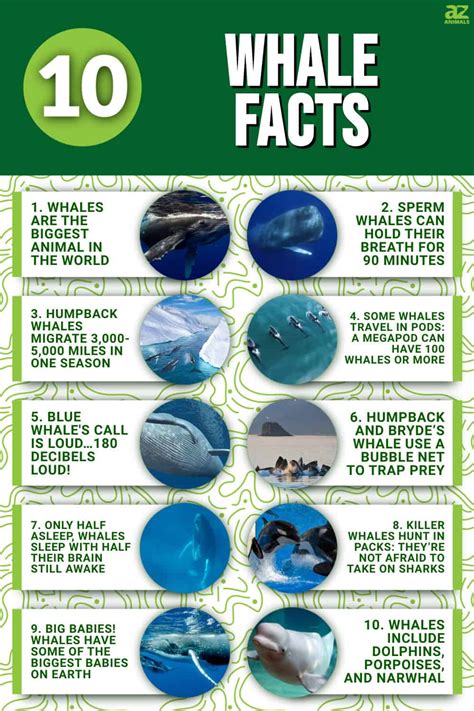 10 Incredible Whale Facts A Z Animals