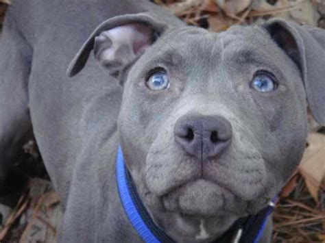 All Black Pitbull Puppies With Blue Eyes
