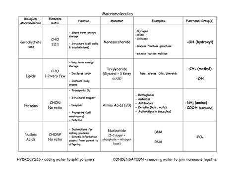 14 Biology Macromolecules Worksheets And Answers