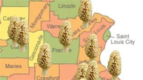 Morel Mushroom Map Missouri F