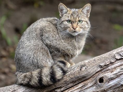 Wild Cat Felis Silvestris Animal In The Nature Tree Forest Habitat