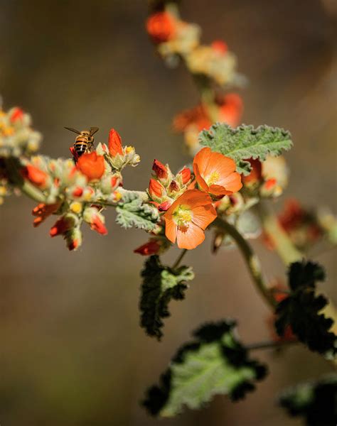 Honey Bee On Globemallow Photograph By Saija Lehtonen Pixels