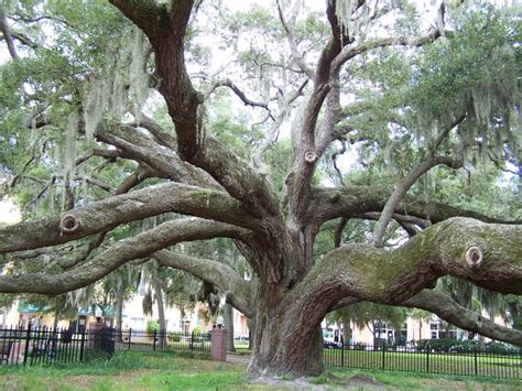 Safety Harbor Floridas 500 Year Old Live Oak Tree Live Oak Trees