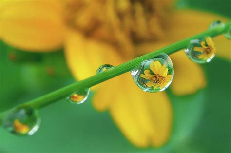 Flowers In Water Droplets Photograph By Thank You