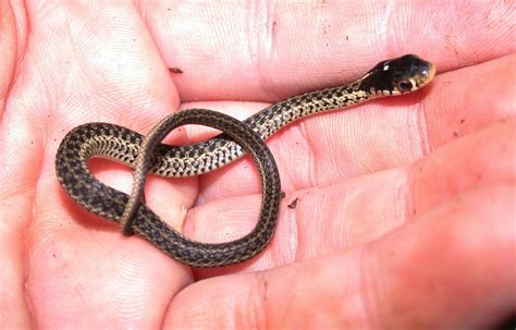Eastern Garter Snake Facts Description Diet And Pictures