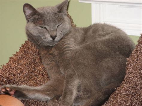 Free Russian Blue Declawed Sweet Cat For Sale Adoption