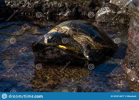 Big Sea Turtle On Laniakea Beach Also Known As Turtle Beach Oahu