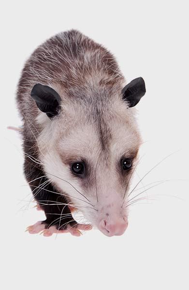 Opossum Bay Area Wildlife Solutions