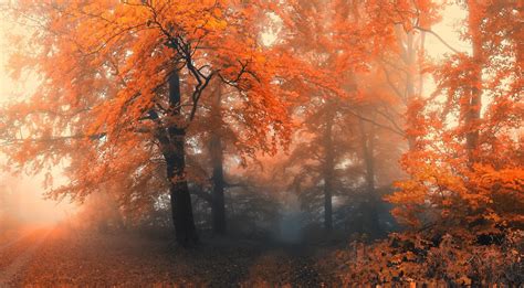 Hintergrundbilder Sonnenlicht Bäume Landschaft Wald Fallen