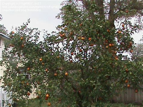 Check spelling or type a new query. PlantFiles Pictures: Tangelo Tree 'Minneola' (Citrus x ...