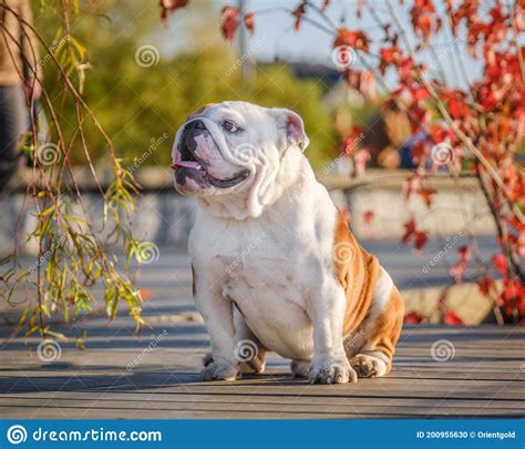 Can I Walk My English Bulldog