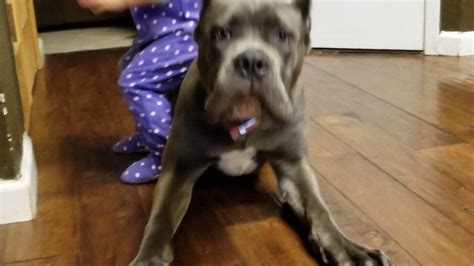 Cane Corso Indoor Living Youtube