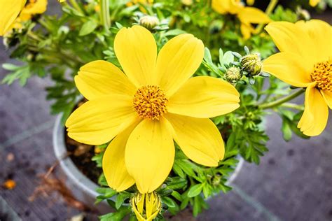 How To Grow Cosmos In Containers Gardeners Path