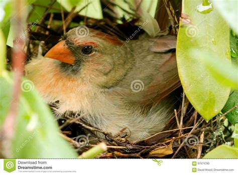 Female Cardinal In The Nest On Newborn Chicks Stock Photo Image Of