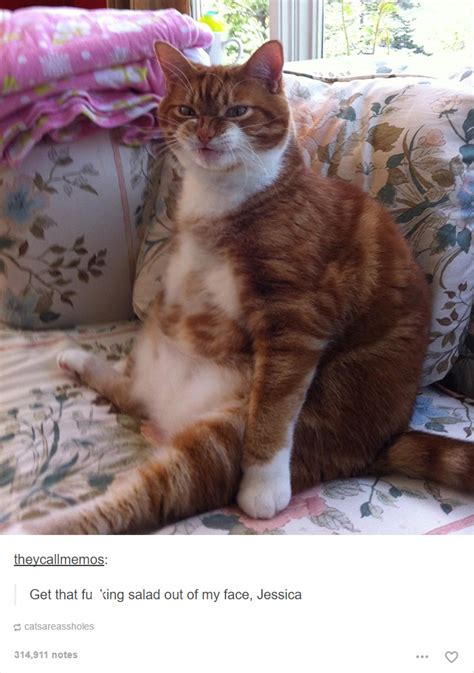 52 funny cat memes that prove cats still rule the internet gambaran