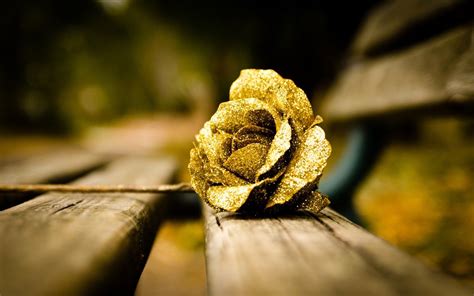 Gold Flower Wallpapers Top Free Gold Flower Backgroun