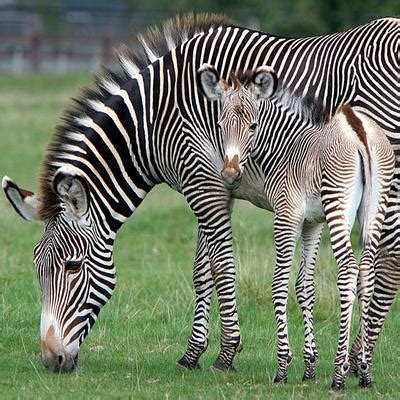Baby Zebra - Zebras Photo (24515215) - Fanpop