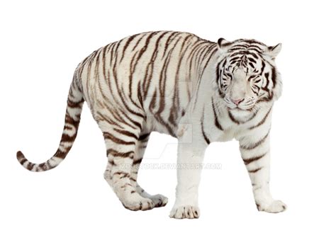 White Tiger On A Transparent Background By Zoostock On Deviantart