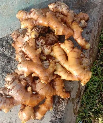 Ginger In Shimoga Latest Price And Mandi Rates From Dealers In Shimoga