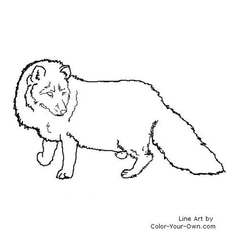 Download Arctic Fox Coloring For Free Designlooter 2020 👨‍🎨
