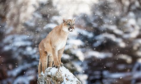 Michigan Dnr Confirms 12 Cougar Sightings This Year