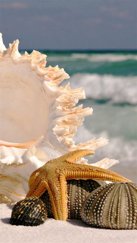 Free Download Seashells Wallpapers And Images Wallpapers Pictures
