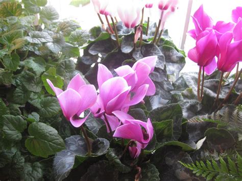 The Spectacular Re Blooming Cyclamen