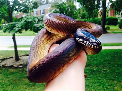 Guys I Might Want A Snake Specifically A White Lipped Python Like