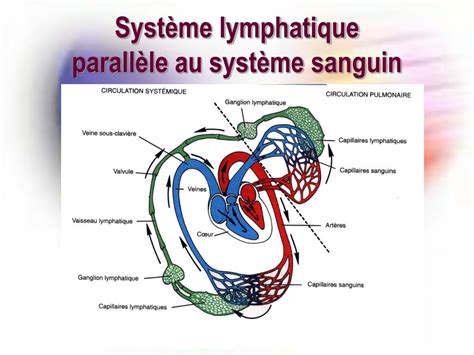 Lymphe Circulation Sanguine Circulation Sanguine Et Lymphatique