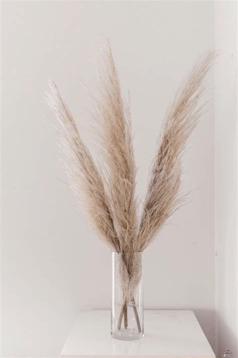 Yellow flower on a tall stem. Pampas Grass | Dried + Preserved | Domestically Grown ...